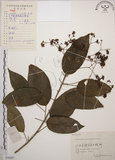 中文名:大青(S056607)學名:Clerodendrum cyrtophyllum Turcz.(S056607)英文名:Many flower glorybower