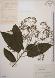 中文名:大青(S056630)學名:Clerodendrum cyrtophyllum Turcz.(S056630)英文名:Many flower glorybower