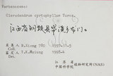 中文名:大青(S058370)學名:Clerodendrum cyrtophyllum Turcz.(S058370)英文名:Many flower glorybower