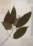 中文名:大青(S059852)學名:Clerodendrum cyrtophyllum Turcz.(S059852)英文名:Many flower glorybower