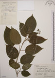 中文名:大青(S059943)學名:Clerodendrum cyrtophyllum Turcz.(S059943)英文名:Many flower glorybower