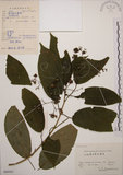中文名:大青(S060563)學名:Clerodendrum cyrtophyllum Turcz.(S060563)英文名:Many flower glorybower