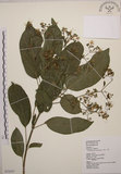 中文名:大青(S072537)學名:Clerodendrum cyrtophyllum Turcz.(S072537)英文名:Many flower glorybower