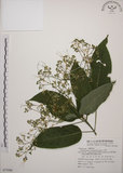 中文名:大青(S075006)學名:Clerodendrum cyrtophyllum Turcz.(S075006)英文名:Many flower glorybower