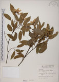 中文名:樟葉槭(S000014)學名:Acer albopurpurascens Hayata(S000014)中文別名:樟葉楓英文名:Flying moth tree
