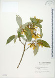 中文名:樟葉槭(S003750)學名:Acer albopurpurascens Hayata(S003750)中文別名:樟葉楓英文名:Flying moth tree