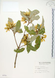 中文名:樟葉槭(S003751)學名:Acer albopurpurascens Hayata(S003751)中文別名:樟葉楓英文名:Flying moth tree