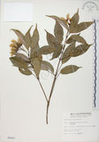 中文名:樟葉槭(S005003)學名:Acer albopurpurascens Hayata(S005003)中文別名:樟葉楓英文名:Flying moth tree