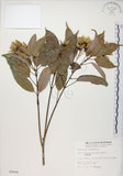 中文名:樟葉槭(S005004)學名:Acer albopurpurascens Hayata(S005004)中文別名:樟葉楓英文名:Flying moth tree