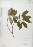 中文名:樟葉槭(S005835)學名:Acer albopurpurascens Hayata(S005835)中文別名:樟葉楓英文名:Flying moth tree