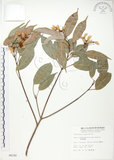 中文名:樟葉槭(S006182)學名:Acer albopurpurascens Hayata(S006182)中文別名:樟葉楓英文名:Flying moth tree