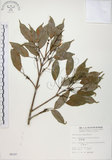 中文名:樟葉槭(S006187)學名:Acer albopurpurascens Hayata(S006187)中文別名:樟葉楓英文名:Flying moth tree