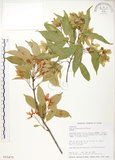 中文名:樟葉槭(S015475)學名:Acer albopurpurascens Hayata(S015475)中文別名:樟葉楓英文名:Flying moth tree