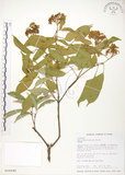 中文名:樟葉槭(S016242)學名:Acer albopurpurascens Hayata(S016242)中文別名:樟葉楓英文名:Flying moth tree