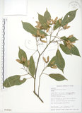 中文名:樟葉槭(S016521)學名:Acer albopurpurascens Hayata(S016521)中文別名:樟葉楓英文名:Flying moth tree