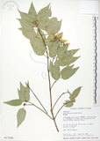 中文名:樟葉槭(S017566)學名:Acer albopurpurascens Hayata(S017566)中文別名:樟葉楓英文名:Flying moth tree