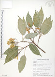 中文名:樟葉槭(S017712)學名:Acer albopurpurascens Hayata(S017712)中文別名:樟葉楓英文名:Flying moth tree