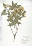 中文名:樟葉槭(S021688)學名:Acer albopurpurascens Hayata(S021688)中文別名:樟葉楓英文名:Flying moth tree