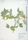 中文名:樟葉槭(S025839)學名:Acer albopurpurascens Hayata(S025839)中文別名:樟葉楓英文名:Flying moth tree