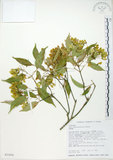 中文名:樟葉槭(S032456)學名:Acer albopurpurascens Hayata(S032456)中文別名:樟葉楓英文名:Flying moth tree
