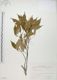 中文名:樟葉槭(S035314)學名:Acer albopurpurascens Hayata(S035314)中文別名:樟葉楓英文名:Flying moth tree