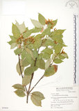 中文名:樟葉槭(S050034)學名:Acer albopurpurascens Hayata(S050034)中文別名:樟葉楓英文名:Flying moth tree