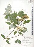 中文名:樟葉槭(S050276)學名:Acer albopurpurascens Hayata(S050276)中文別名:樟葉楓英文名:Flying moth tree