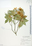 中文名:樟葉槭(S051528)學名:Acer albopurpurascens Hayata(S051528)中文別名:樟葉楓英文名:Flying moth tree