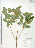 中文名:樟葉槭(S053807)學名:Acer albopurpurascens Hayata(S053807)中文別名:樟葉楓英文名:Flying moth tree