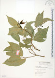 中文名:樟葉槭(S063835)學名:Acer albopurpurascens Hayata(S063835)中文別名:樟葉楓英文名:Flying moth tree