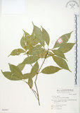 中文名:樟葉槭(S063987)學名:Acer albopurpurascens Hayata(S063987)中文別名:樟葉楓英文名:Flying moth tree