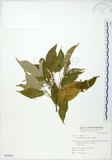 中文名:樟葉槭(S064590)學名:Acer albopurpurascens Hayata(S064590)中文別名:樟葉楓英文名:Flying moth tree