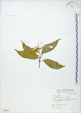 中文名:樟葉槭(S064801)學名:Acer albopurpurascens Hayata(S064801)中文別名:樟葉楓英文名:Flying moth tree