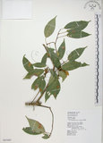 中文名:樟葉槭(S065489)學名:Acer albopurpurascens Hayata(S065489)中文別名:樟葉楓英文名:Flying moth tree