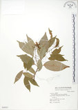 中文名:樟葉槭(S068927)學名:Acer albopurpurascens Hayata(S068927)中文別名:樟葉楓英文名:Flying moth tree