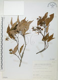 中文名:樟葉槭(S076291)學名:Acer albopurpurascens Hayata(S076291)中文別名:樟葉楓英文名:Flying moth tree