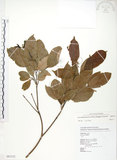中文名:樟葉槭(S082332)學名:Acer albopurpurascens Hayata(S082332)中文別名:樟葉楓英文名:Flying moth tree