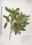 中文名:樟葉槭(S082726)學名:Acer albopurpurascens Hayata(S082726)中文別名:樟葉楓英文名:Flying moth tree