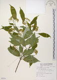 中文名:樟葉槭(S085816)學名:Acer albopurpurascens Hayata(S085816)中文別名:樟葉楓英文名:Flying moth tree