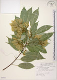 中文名:樟葉槭(S085935)學名:Acer albopurpurascens Hayata(S085935)中文別名:樟葉楓英文名:Flying moth tree