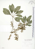 中文名:鵝掌蘗(S004752)學名:Schefflera arboricola Kaneh.(S004752)中文別名:九筆榕英文名:Epiphytic heptapleurum
