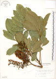 中文名:鵝掌蘗(S014713)學名:Schefflera arboricola Kaneh.(S014713)中文別名:九筆榕英文名:Epiphytic heptapleurum