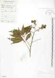 中文名:鵝掌蘗(S028843)學名:Schefflera arboricola Kaneh.(S028843)中文別名:九筆榕英文名:Epiphytic heptapleurum