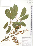 中文名:鵝掌蘗(S050457)學名:Schefflera arboricola Kaneh.(S050457)中文別名:九筆榕英文名:Epiphytic heptapleurum