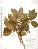 中文名:鵝掌蘗(S050581)學名:Schefflera arboricola Kaneh.(S050581)中文別名:九筆榕英文名:Epiphytic heptapleurum