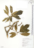 中文名:鵝掌蘗(S054857)學名:Schefflera arboricola Kaneh.(S054857)中文別名:九筆榕英文名:Epiphytic heptapleurum