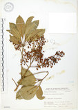 中文名:鵝掌蘗(S063966)學名:Schefflera arboricola Kaneh.(S063966)中文別名:九筆榕英文名:Epiphytic heptapleurum