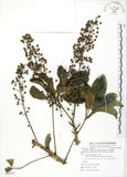 中文名:鵝掌蘗(S080942)學名:Schefflera arboricola Kaneh.(S080942)中文別名:九筆榕英文名:Epiphytic heptapleurum