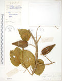 中文名:華他卡藤(S029518)學名:Dregea volubilis (L. f.) Benth(S029518)中文別名:臺灣華他卡藤