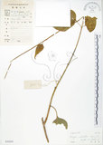 中文名:華他卡藤(S030203)學名:Dregea volubilis (L. f.) Benth(S030203)中文別名:臺灣華他卡藤